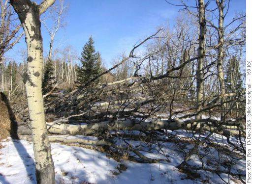 Deadfall on Mesa Butte trail