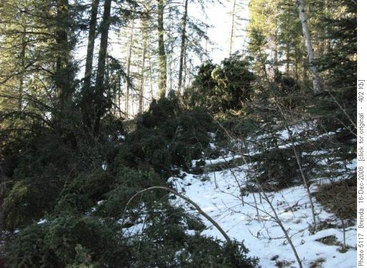 Downed trees across trail - north part of loop
