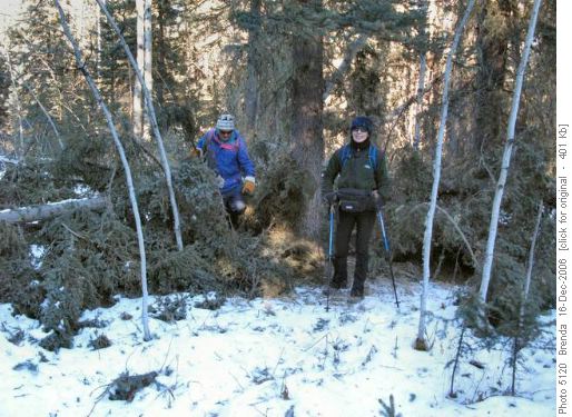 Karel & Ginger climbing over more downed trees