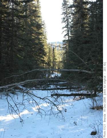 A cut line strewn with downed trees
