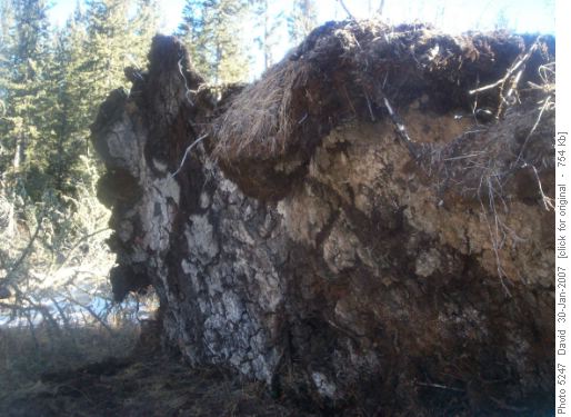 tree root