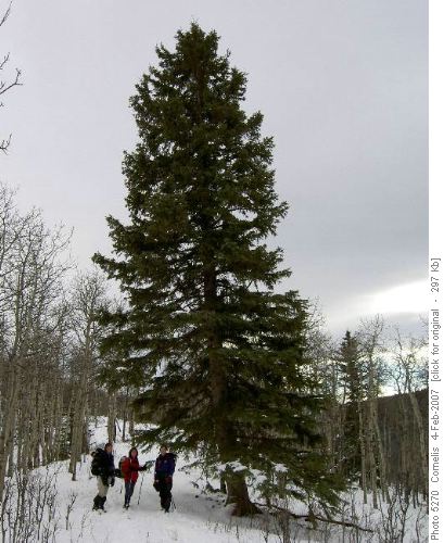 Land-Mark Tree on Carey Ridge