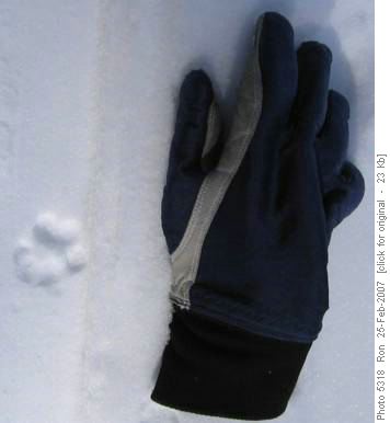 Small cat track? maybe a bobcat?