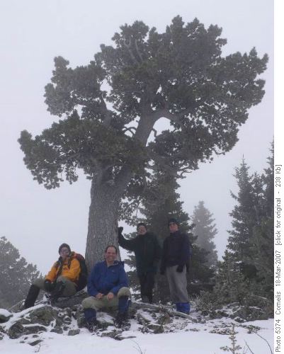 Damian, Cornelis, Mike and John at the Boundary Pine