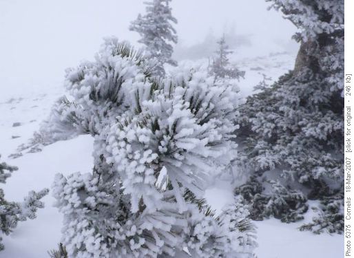 Hoar Frost on Pine Needles