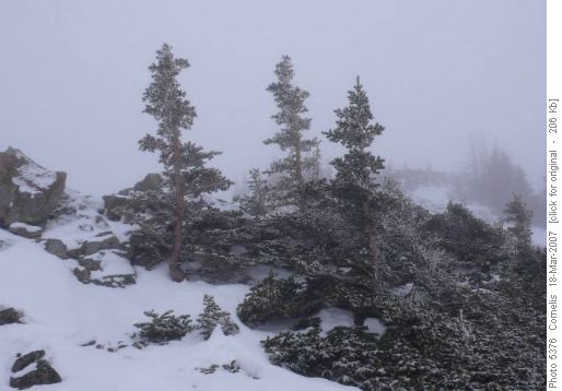 Stunted Spruce Trees near Bull Ck Hills Summit