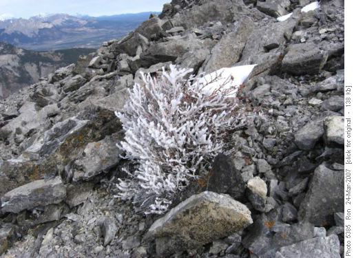 Iced bush on Mt. Baldy