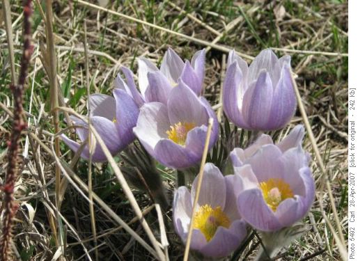 First crocuses of the spring