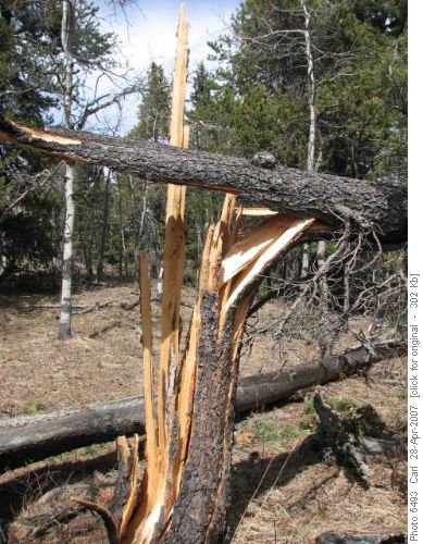 Splintered tree stump