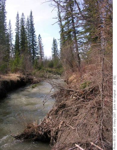 New Channel of the Elbow through Weaselhead