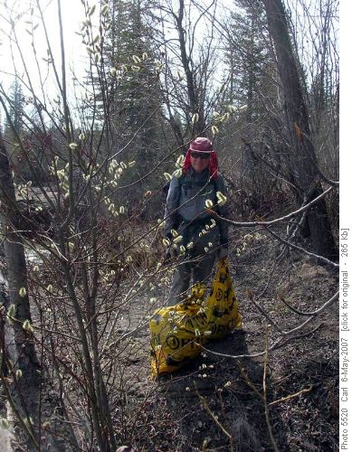 Wally behind some Pussywillows