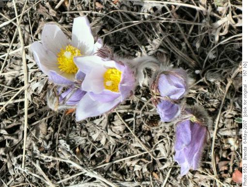 Crocus at Pigeon Lookout