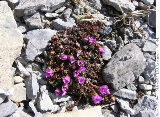 Saxifrage on Loder Peak