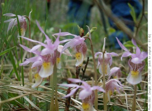 calypso orchids