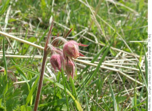 Three Flowered Avens