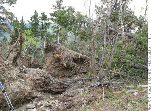 Trees across the trail on Foran Grade Ridge