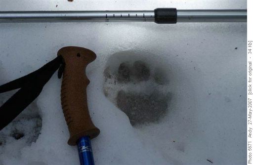 wolverine?