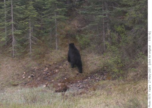A Bear Behind
