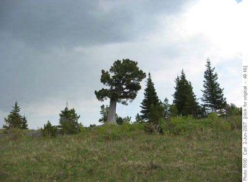 Boundary Fir stands before thunderstorm