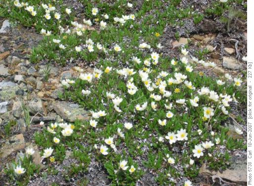 The mountain avens are in bloom