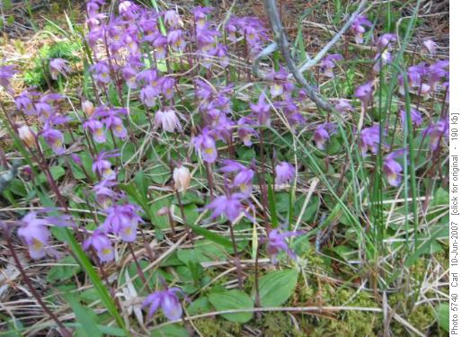 Calypso orchids galore