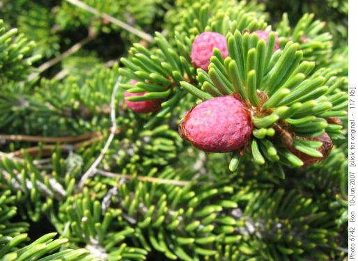 Subalpine fir flower (Abies bifolia)