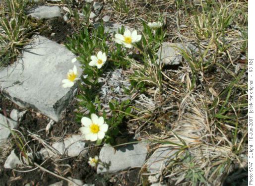 Pasque Flower