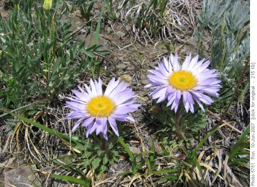 Parry's Townsendia (Townsendia parryi)