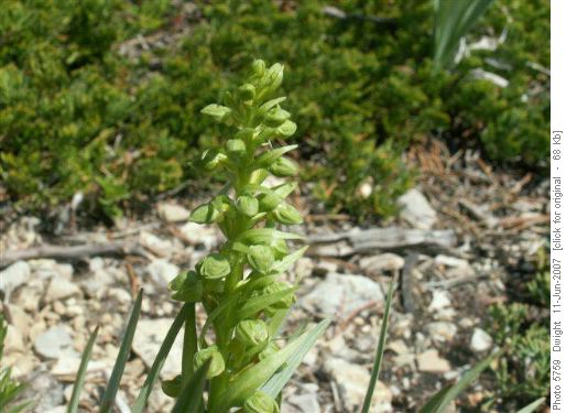 Green Orchid?