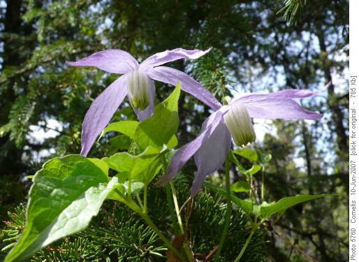 Blue Clematis