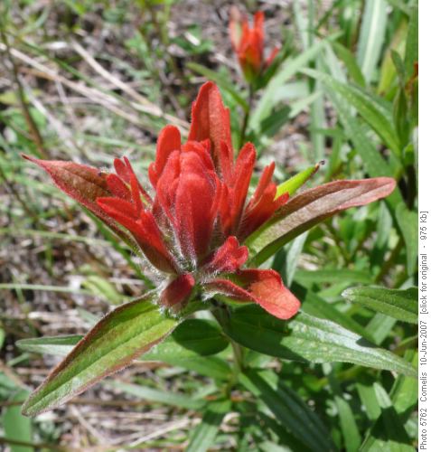 Red Indian Paintbrush