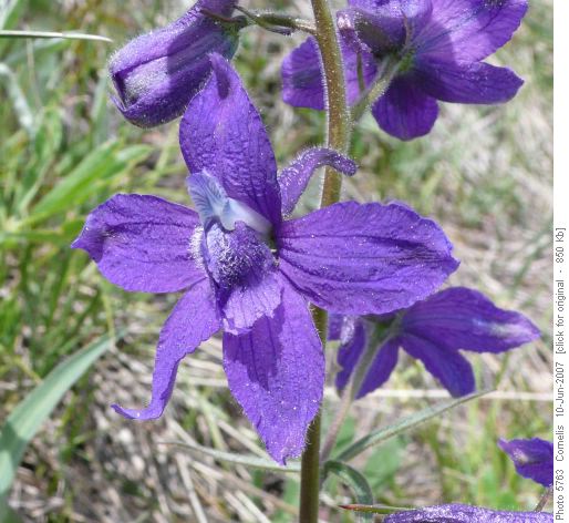 Blue Larkspur