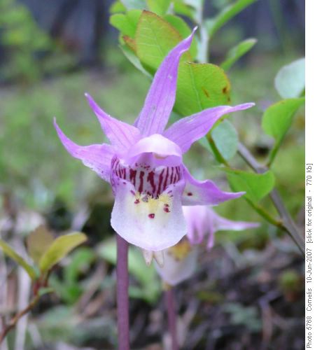 Venus Slipper (Calypso)