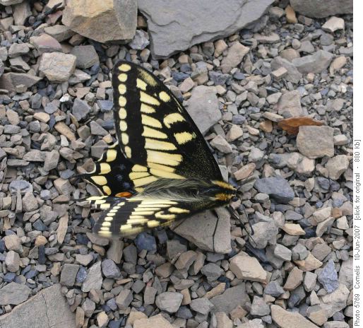 Western Tiger Swallowtail