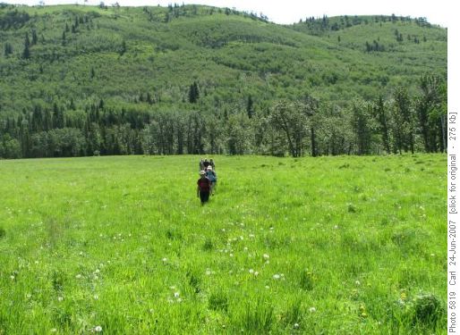 Knee deep grass in Hay Creek meadows