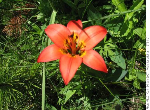 The beautiful Wood Lilly