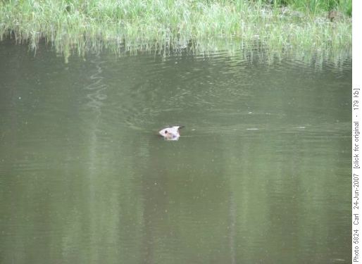 Beaver in his Stimson Creek pond