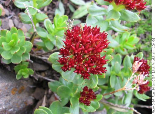 Roseroot (sedum rosea)