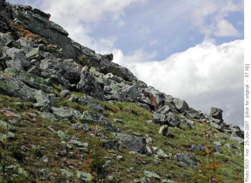 2 Marmots on Cox Hill