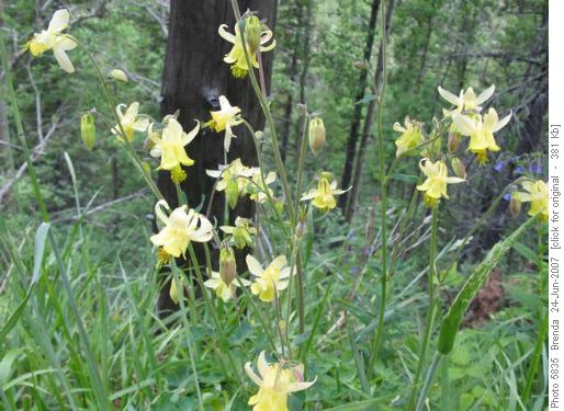 Columbines