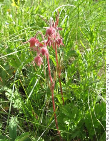 Three Flowered Avens