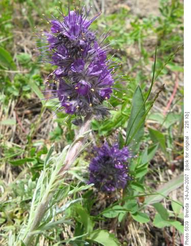 Scorpionweed