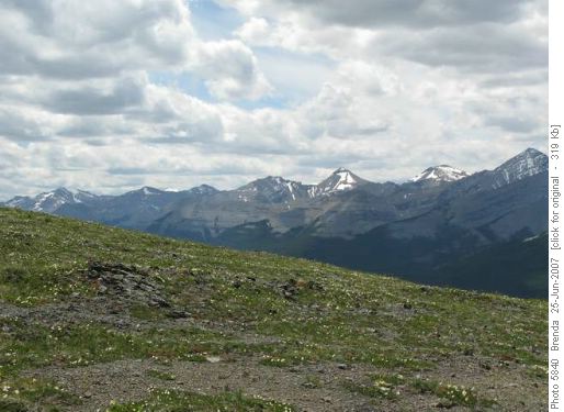 Flower covered ridge