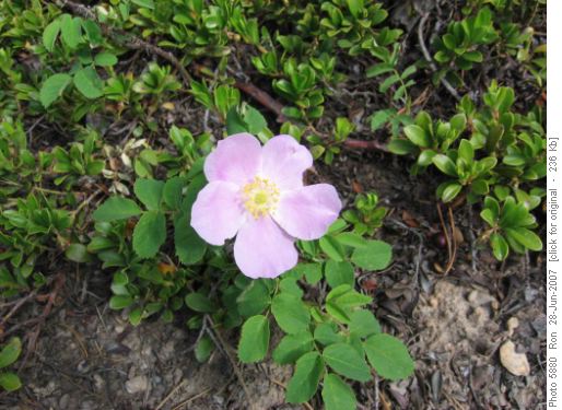 Prickly Rose (rosa acicularis)