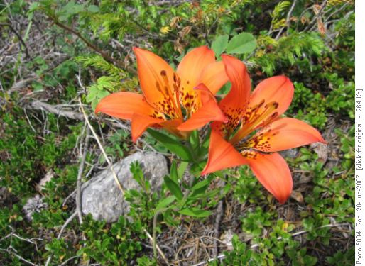 Western Wood Lilies (lilium philadelphicum)