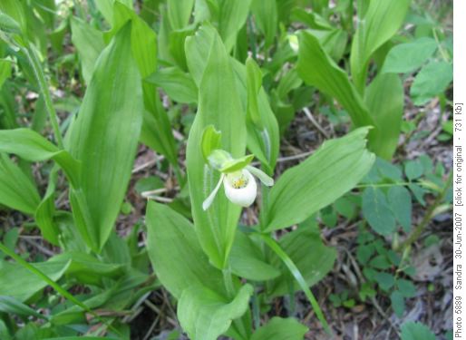 Sparrow's Egg orchid