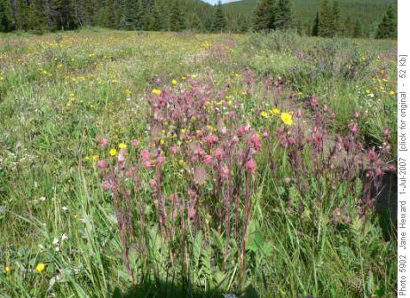 Flower meadow on Volcano Ridge trail