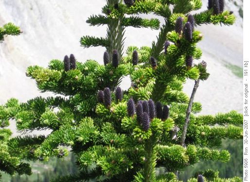 Purple female cones on subalpine fir