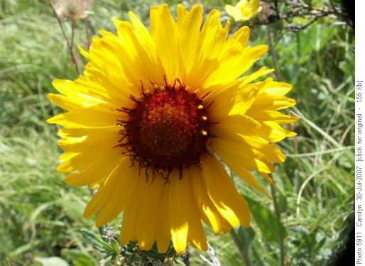 Wild Gaillardia (gaillardia aristata)