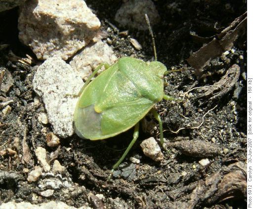 Big Green Stink Bug (Chlorochroa sayi)